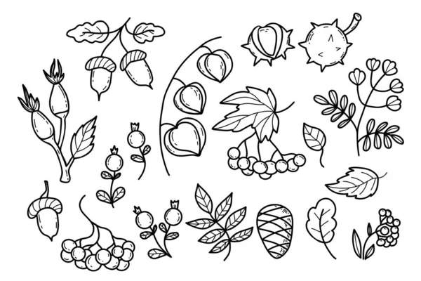 Verzamelen Herfstbladeren Bessen Seizoensgebonden Bosvruchten Planten Vector Illustratie Geïsoleerde Schets — Stockvector