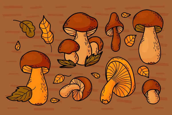 Coleção Outono Cogumelos Florestais Cogumelos Brancos Chanterelle Comestíveis Frescos Ilustração —  Vetores de Stock