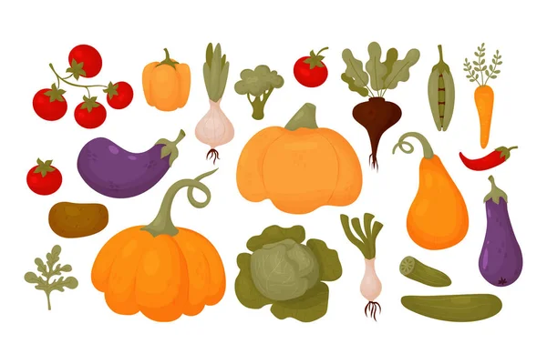 Большая Коллекция Овощей Свежие Помидоры Тыква Баклажаны Перец Горох Морковью — стоковый вектор