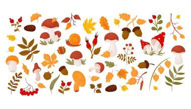Sonbahar yaprakları, orman mantarları, böğürtlen, koni, meşe palamudu, güllük, kestane, salyangoz ve dağ külü. Vektör çizimi. Sonbahar tasarımı ve dekorasyonu için karikatür biçiminde izole edilmiş renkli çizim
