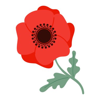 Haşhaş kırmızı çiçek. Vektör çizim