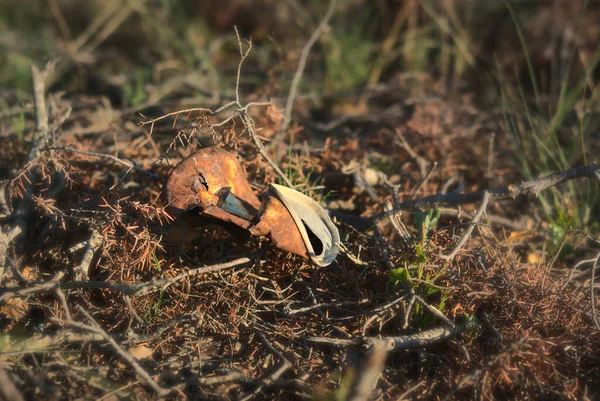 An old rusty can on the ground. Pollution in nature. Soil contamination concept. Copy space. High quality photo