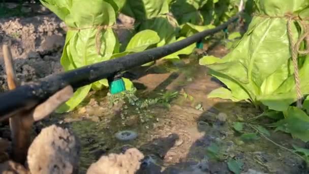Statische Nahaufnahme Eines Tropfbewässerungsgeräts Salat Helfen Der Trockenen Böden Angebaut — Stockvideo