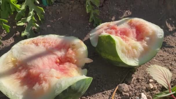 Detail Cracked Watermelons Due Pest Excess Watering Lack Irrigation Soil — Stock Video