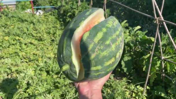 Close Watermelon Hand Person Cracked Due Pest Excess Watering Lack — Stock Video