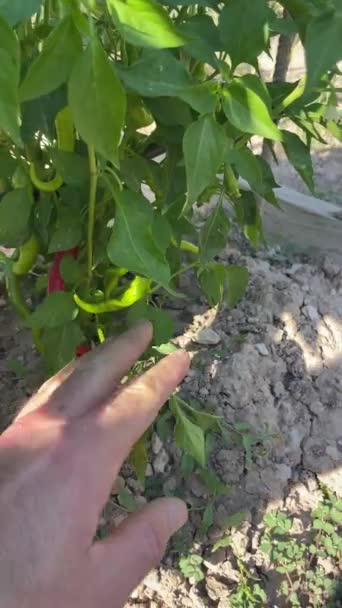 Primeira Pessoa View Man Clears Leaves Discovers Red Green Spicy — Vídeo de Stock