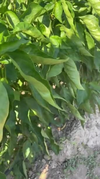 Jordbrukare Hand Kärleksfullt Smeker Hängande Italiensk Paprika Begreppet Riklig Fruktträdgård — Stockvideo