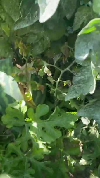 Hand Von Person Bewegt Blätter Wassermelonen Boden Finden Die Aufgrund — Stockvideo