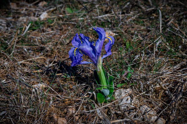 Purple and yellow german bearded iris, iris germanica, growing in mediterranean mountains. Concept iridaceae liliaceae . High quality photo