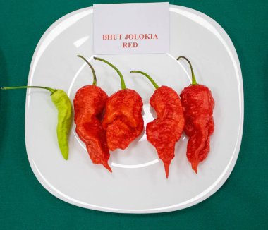 Terra Madre - Zevk Salonu sergisinde farklı biber türleri sergileniyor. Diamante, Cosenza bölgesi, Calabria, İtalya. Beyaz tabakta kırmızı biber sergisi, yeşil arka planda masa..