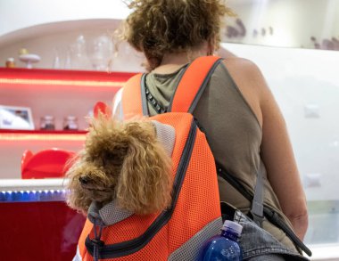 Sırt çantasındaki fino köpeği. Günün tadını çıkarıyorum. Evcil Hayvan Sevgisi.