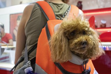 Sırt çantasındaki fino köpeği. Günün tadını çıkarıyorum. Evcil Hayvan Sevgisi.