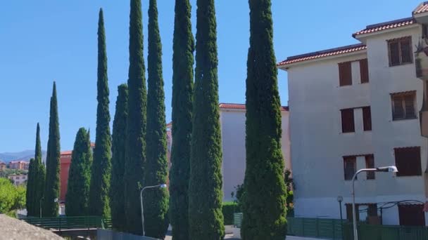 Italienska Cypresser Evergreen Träd Gröna Tallar Scalea Kalabrien Södra Italien — Stockvideo