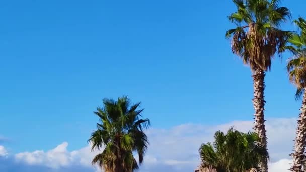 美丽沙滩上海边椰子树的夏天背景 蓝天和云彩的自然景观 在绿椰树上 夕阳西下 时间流逝 — 图库视频影像