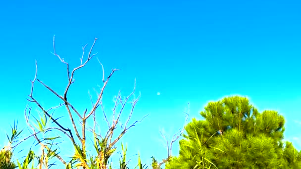 意大利南部卡拉布里亚的一个炎热的日子里 树靠在月亮的背面 蓝天的月亮 — 图库视频影像