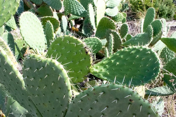Cactus Vue Sur Végétation Les Meilleures Plages Mer Europe Calabre — Photo