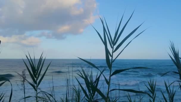 ターコイズブルーの海 美しい砂とココナッツの木 夏休みと熱帯島の美しい景色 トロピカルビーチコンセプト — ストック動画