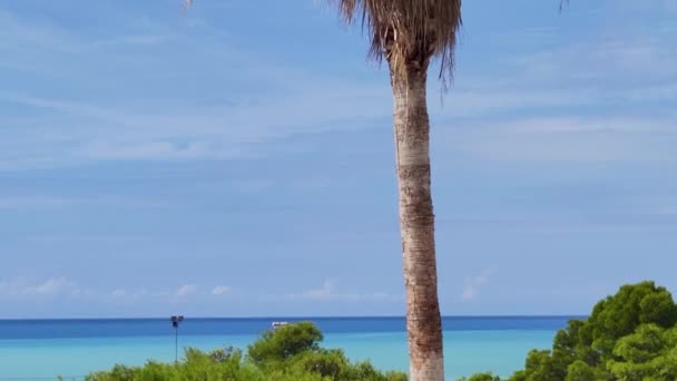 Ηλιόλουστη Παραλία Λευκή Άμμο Φοινικόδεντρα Και Τυρκουάζ Θάλασσα Καλοκαιρινές Διακοπές — Αρχείο Βίντεο