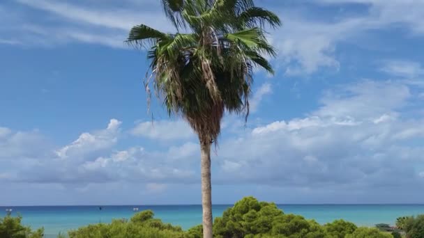 Abstract Seascape Palm Tree Tropical Beach Background Гарне Блакитне Море — стокове відео