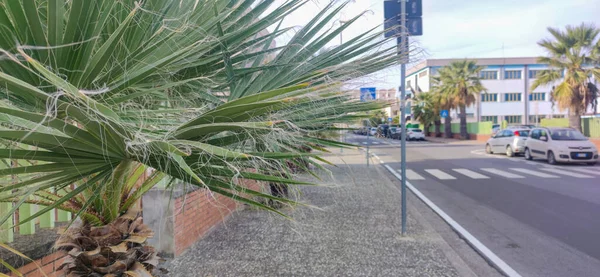 欧洲一个小城市防止棕榈树倒地的清洁道路 — 图库照片