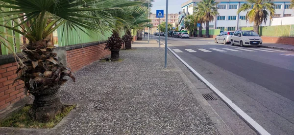 Estrada Limpa Contra Pano Fundo Das Palmeiras Uma Pequena Cidade — Fotografia de Stock