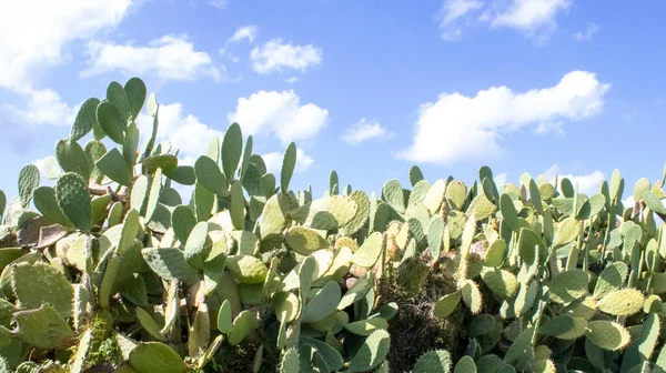 stock image Cactus on the Beach in Southern Italy, in Calabria, Cirella in the Tyrrhenian Landscape of Calabria. Close-up of a Cactus.