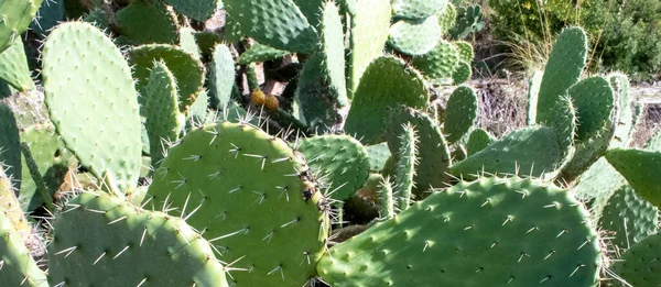 Cactus Sur Plage Dans Sud Italie Calabre Cirella Dans Paysage — Photo