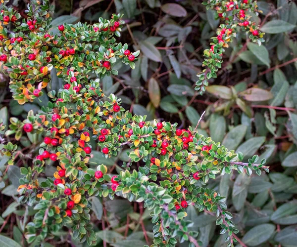 红色的小白羊座落在外面的小布什上 冬季植物在圣诞节开花 常绿枝条绿叶和红莓 圣诞装饰 — 图库照片