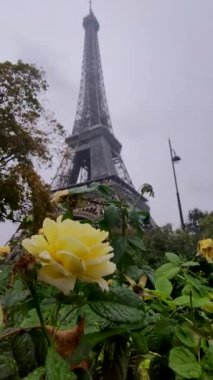 Eiffel Kulesi 'nin yağmurda açan sarı güller arasından görünüşü, Paris, Fransa.