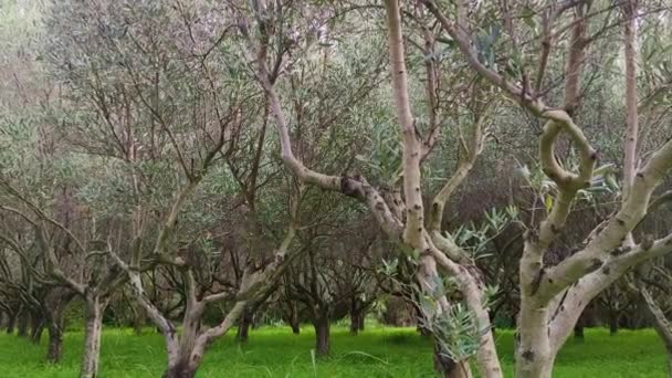 Panorama Kalabrien Countryside Södra Italien Och Olivträd Olivträdsodlingen Fantastiskt Olivparadis — Stockvideo