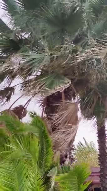 Пальмове Дерево Віє Під Час Урагану Пальмове Дерево Вітрі Ураган — стокове відео
