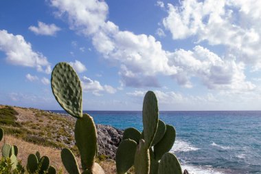 Diamante şehri ve Tyrhenian Denizi Sahili, Yüksek Büyük Kayalıkların Üzerinde Renkli Bitkiler ve Ağaçlar. Calabria, Güney İtalya. Doğal Arkaplan.