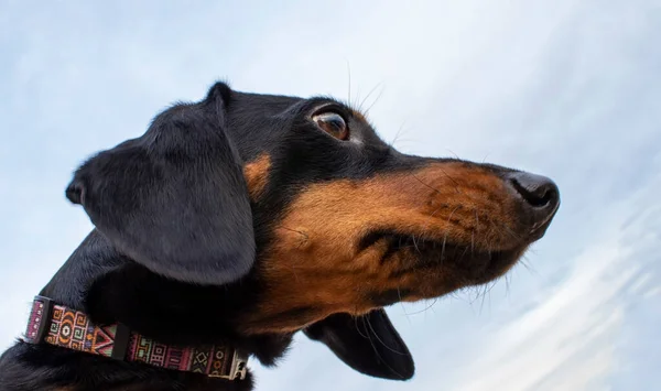 Portrait Cute Black Dachshund Light Background Собака Підозрілим Поглядом — стокове фото