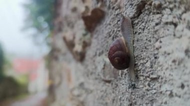 Yağmurdan sonra ıslak taşın üzerinde sürünen bir salyangoz. Bir Salyangoz Doğal Taşın Arkaplanına Karşı Sürünüyor, Makro Fotoğrafçılık.