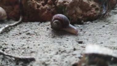 Yağmurdan sonra ıslak taşın üzerinde sürünen bir salyangoz. Bir Salyangoz Doğal Taşın Arkaplanına Karşı Sürünüyor, Makro Fotoğrafçılık.