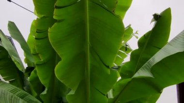 Muz Ağacı Yaprakları Doğa Sahnesi. Yeşil Muz Yaprakları 'nın muhteşem manzarası. Doğal Arkaplan.