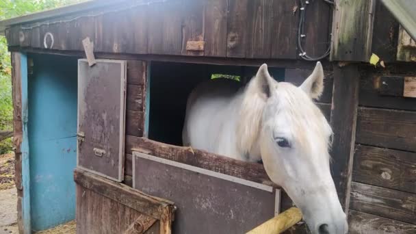 フランス北東部のレ フランス地域のイヴェライン省の共同体であるJoy Josasの民間農場の白い馬 田舎のホワイトホース リラックスしたまま — ストック動画