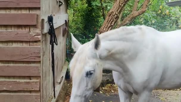 Een Wit Paard Een Privé Boerderij Jouy Josas Een Gemeente — Stockvideo