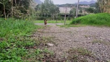 Sokaktaki Evsiz Küçük Köpek. Yavaş Hareket.