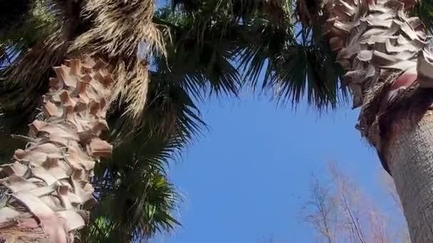 热带海滩白沙滩上的棕榈树海岸景观 绿松石海浪上的棕榈树 离岛海滩的性质 — 图库视频影像