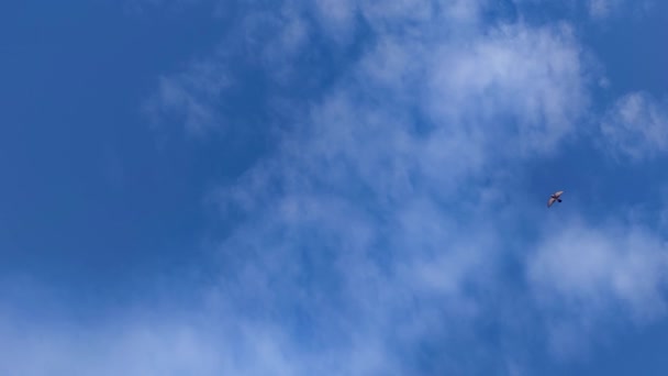 Yavaş Çekimde Çekilen Bir Güvercin Sürüsü Mavi Gökyüzüne Karşı Uçuyor — Stok video