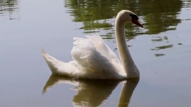 Einzelne Weiße Schwammen Wasser Des Sonnenuntergangs Weißer Schwan Der Größte — Stockvideo