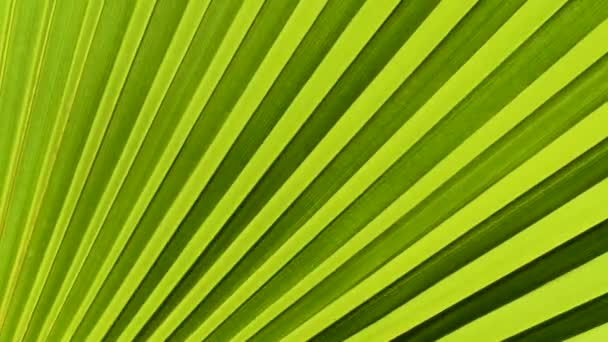 Tropische Kokospalmenblätter Schwanken Wind Mit Sonnenlicht Sommerlicher Hintergrund Kokosnussblätter Wehen — Stockvideo