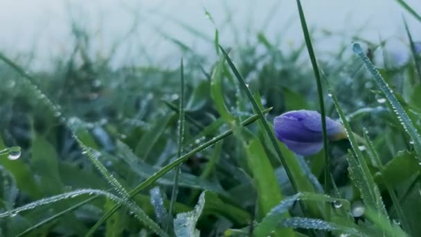 Zielona Trawa Niebieski Wiosenny Kwiat Krople Porannej Rosy — Wideo stockowe
