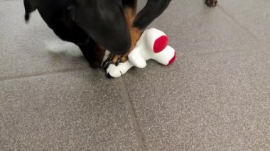 Neşeli Köpek Yumuşak Oyuncakla Oynuyor. Evdeki oyuncağıyla Mutlu Dachshund.