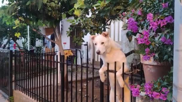 警醒美丽的白狗环顾四周 倾听噪音 一只可爱的狗在栅栏上看着路人 — 图库视频影像