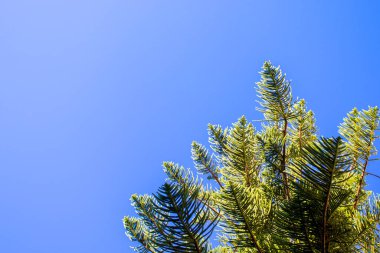 İtalya, Calabria, Mavi Gökyüzüne Karşı Evergreen Ağacının Tepesi.