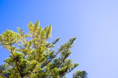 İtalya, Calabria, Mavi Gökyüzüne Karşı Evergreen Ağacının Tepesi.