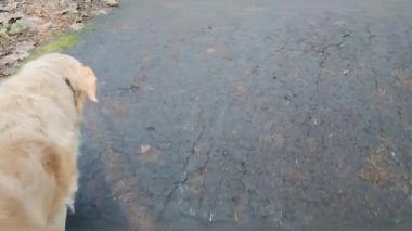 Close-up of a Labrador Walking in the Park. A Beautiful Sunny Day. Out of City. Golden Retriever in the Park, Top View.