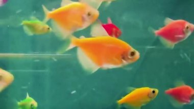 GloFish, Fluorescent Fish. Underwater Colorful Tropical Fish. Tropical Underwater Sea Fish. Tropical Colorful Seascape. Landscape of the Sea Garden.